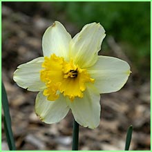 Daffodil