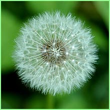 Dandilion