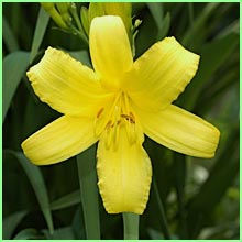 Day lily