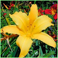 Asian Lily