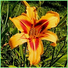 Day Lily