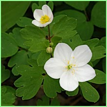 bloodroot