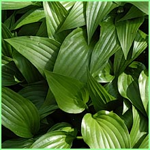 hosta