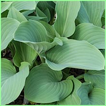 hosta