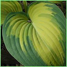 hosta