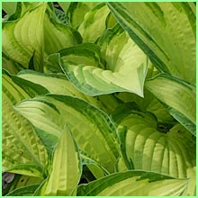 hosta