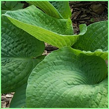 hosta