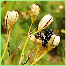 Black Berry Lily