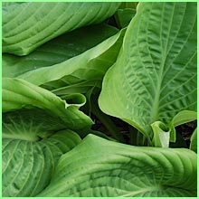 hosta