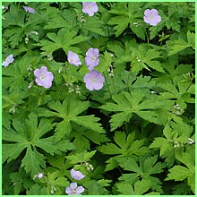 wild geranium