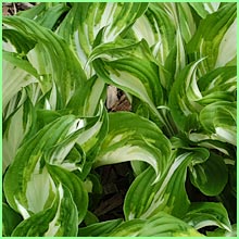 hosta