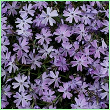 creeping phlox