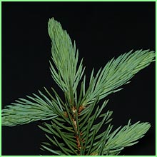 blue spruce