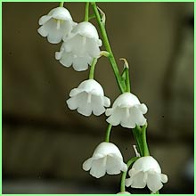 lily of the valley