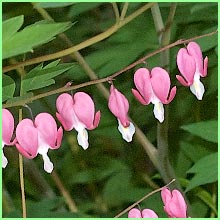 Bleeding Hearts