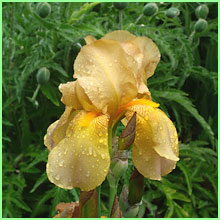 orange iris