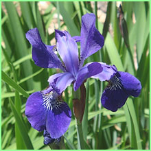 siberian iris