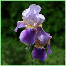 Purple Iris