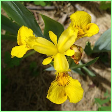 yellow flag iris