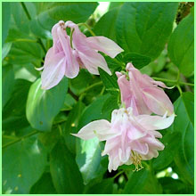 columbine