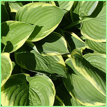 hosta