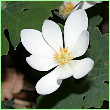 Blood Root