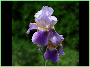 iris