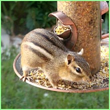 chipmunk