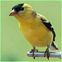 goldfinch