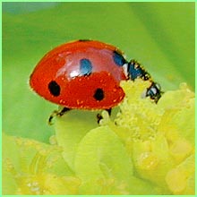 ladybug