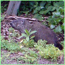 woodchuck