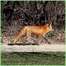 red fox