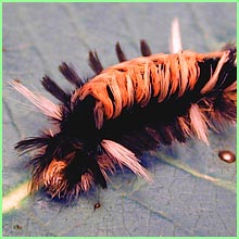 caterpillar