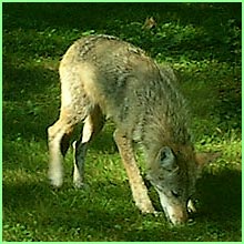 coyote