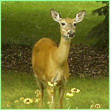 white-tail deer