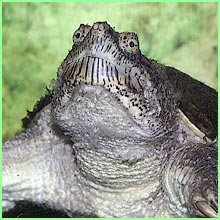 snapping turtle